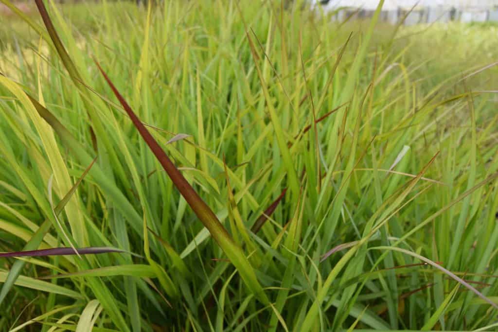Panicum virgatum 'Warrior' ---